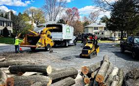 How Our Tree Care Process Works  in  Moroni, UT