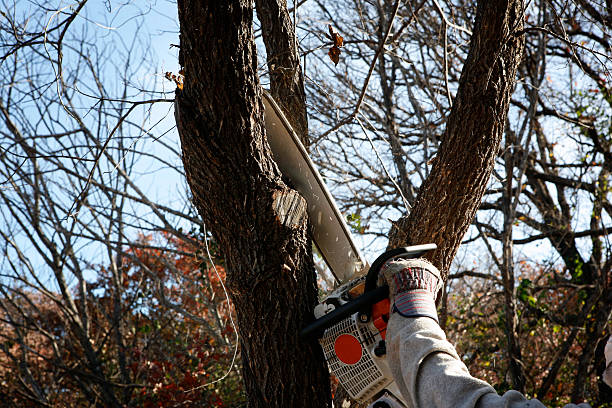 Professional Tree Care in Moroni, UT