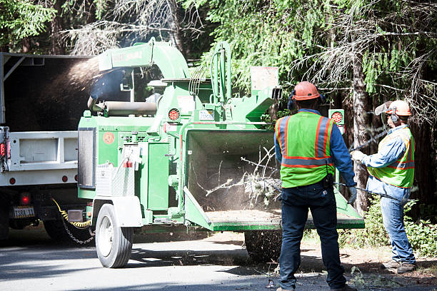 Professional Tree Care in Moroni, UT